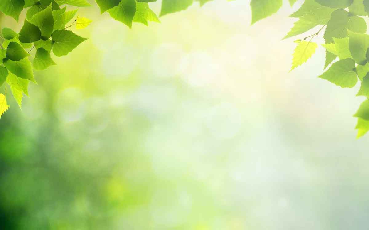 Organic Lip Care Beauty Tree
